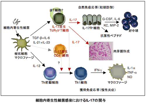 細胞内寄生性細菌感染におけるIL-17の関与